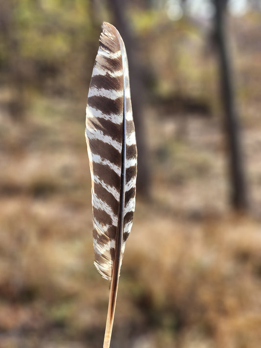 Honoring Native Heritage: A Tapestry of Culture, Conservation, and Connection