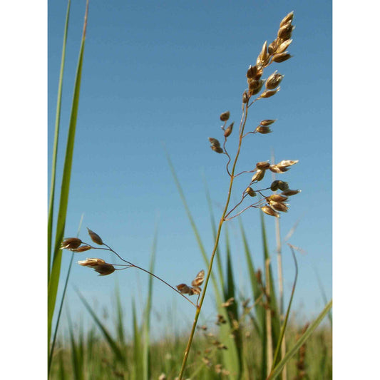 Discover sweet grass (Hierochloe odorata): a fragrant perennial with rich cultural significance, spiritual uses, and sustainable benefits for gardens and homes.