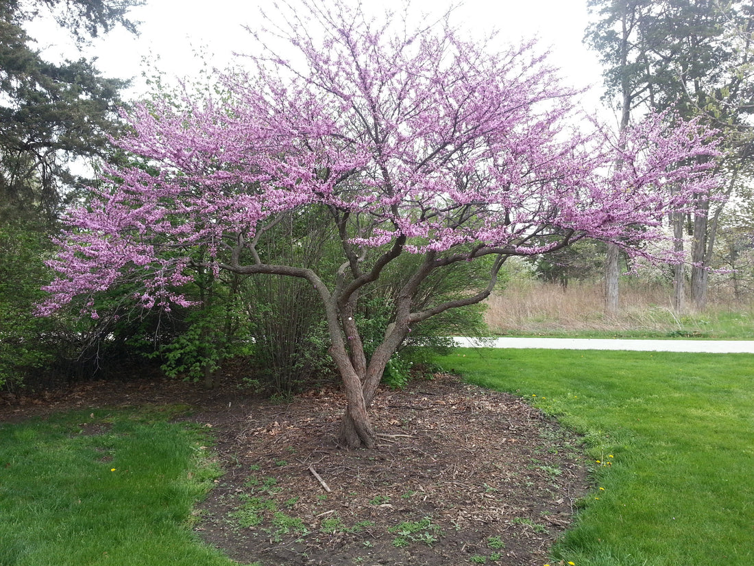 Native Trees are the Best