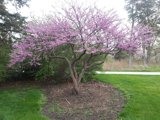 An Alternate to the Urban Norm - How Native Plants Can Save the Planet