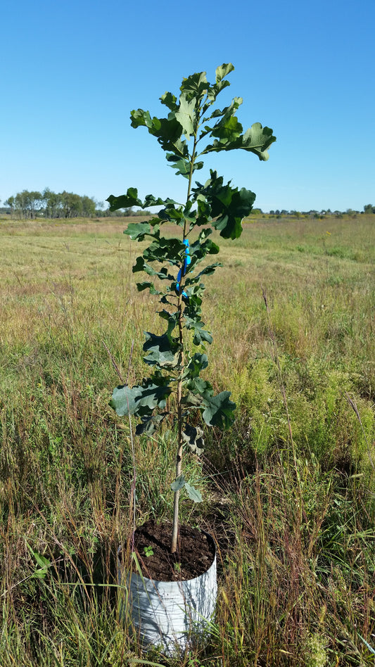 When is the best time to plant trees and shrubs?