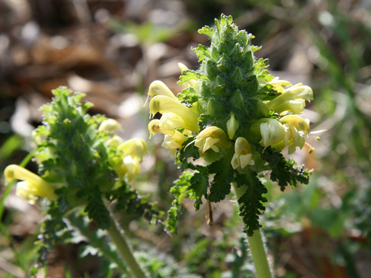 Pedicularis canadensis: A Hemiparasitic Wonder for Grassland Birds