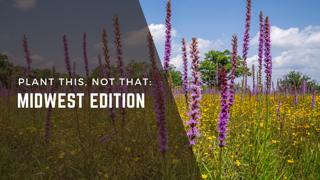 Plant This, Not That: Midwest Edition