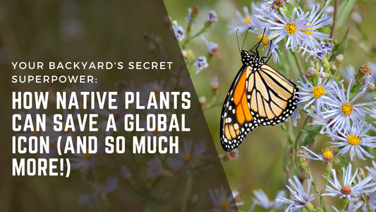 Your Backyard's Secret Superpower: How Native Plants Can Save a Global Icon (and So Much More!)