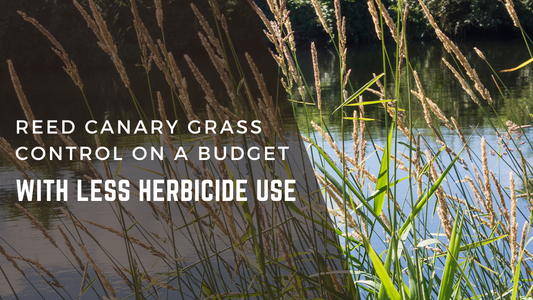 Reed Canary Grass Control on a Budget—With Less Herbicide Use
