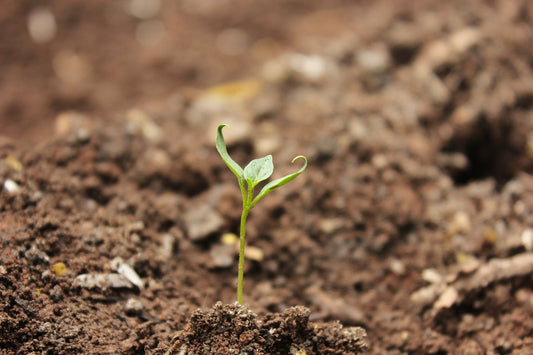 Cultivating Nature's Beauty: A Guide to Planning a Native Planting on Your Site