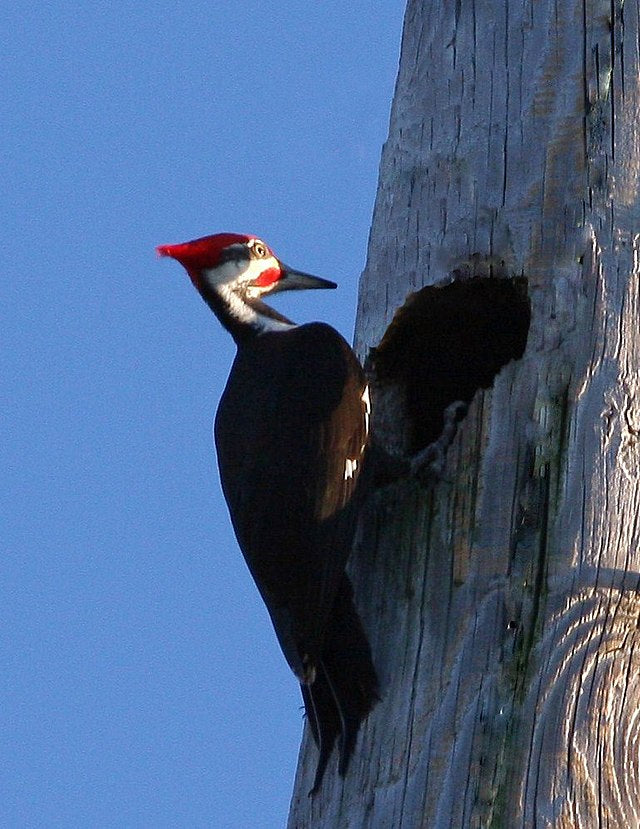 Oak and Squirrel Consulting Ltd Oak and Squirrel Consulting Ltd