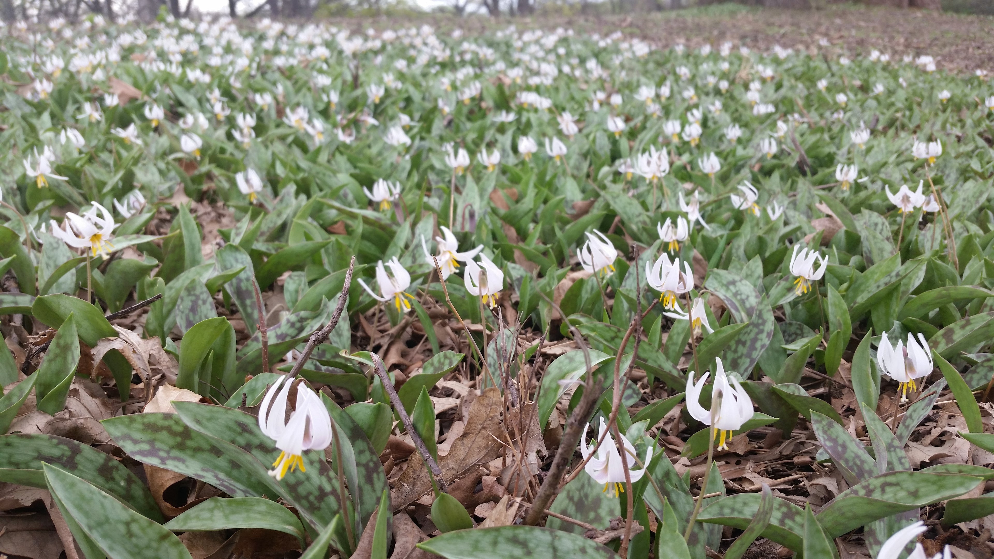 Shop our wide selection of native plants, wildflowers, grasses, shrubs, treed, and sedged for gardens & landscapes through our online store. Our native plant collections are specially curated for your region.