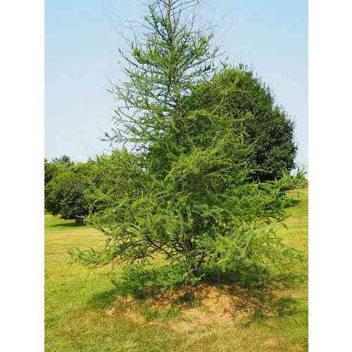 Larix laricina (Tamarack, American Larch) Natural Communities LLC