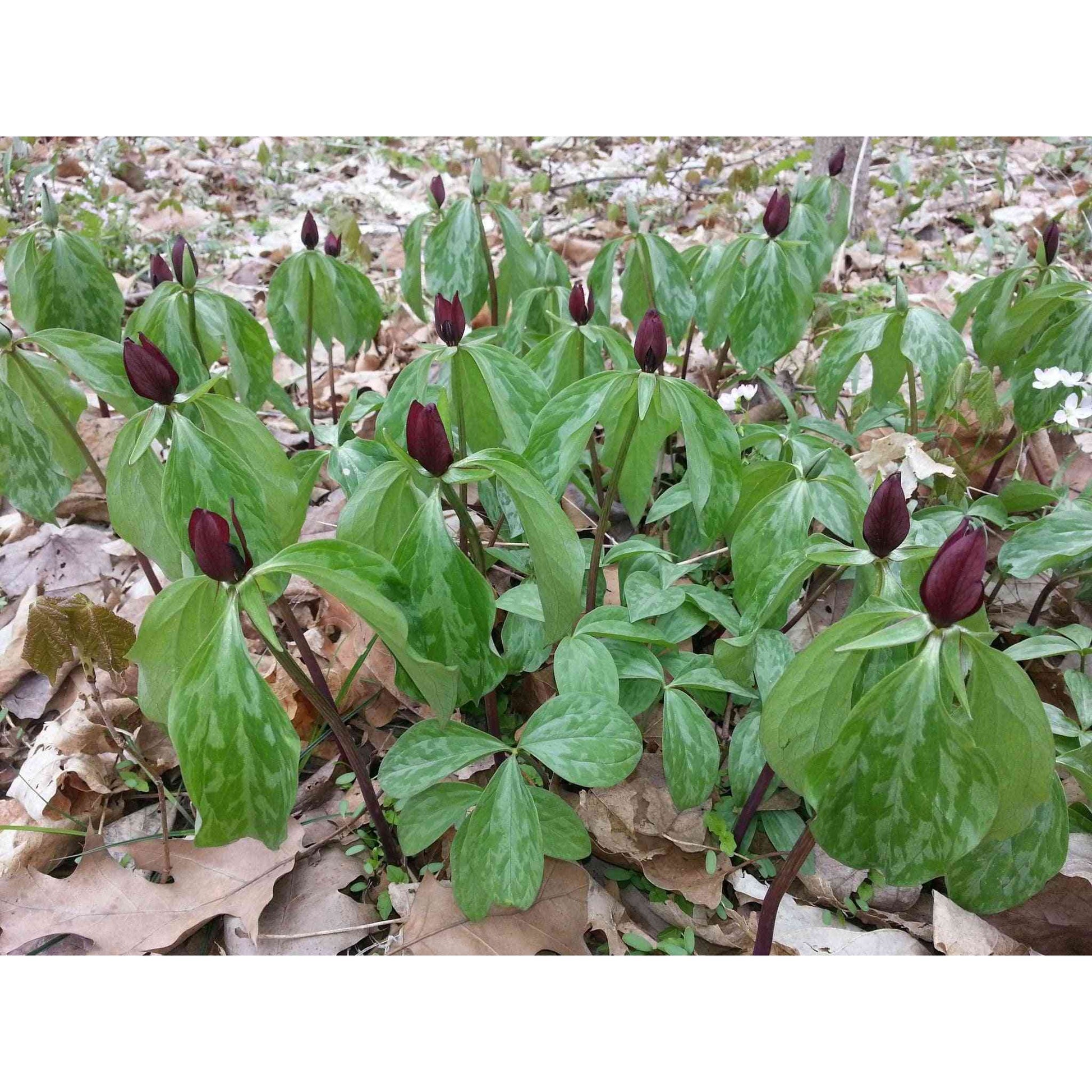 Trillium recurvatum (Prairie Trillium)  Natural Communities LLC