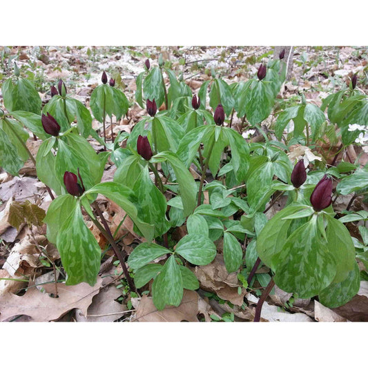 Trillium recurvatum (Prairie Trillium)  Natural Communities LLC