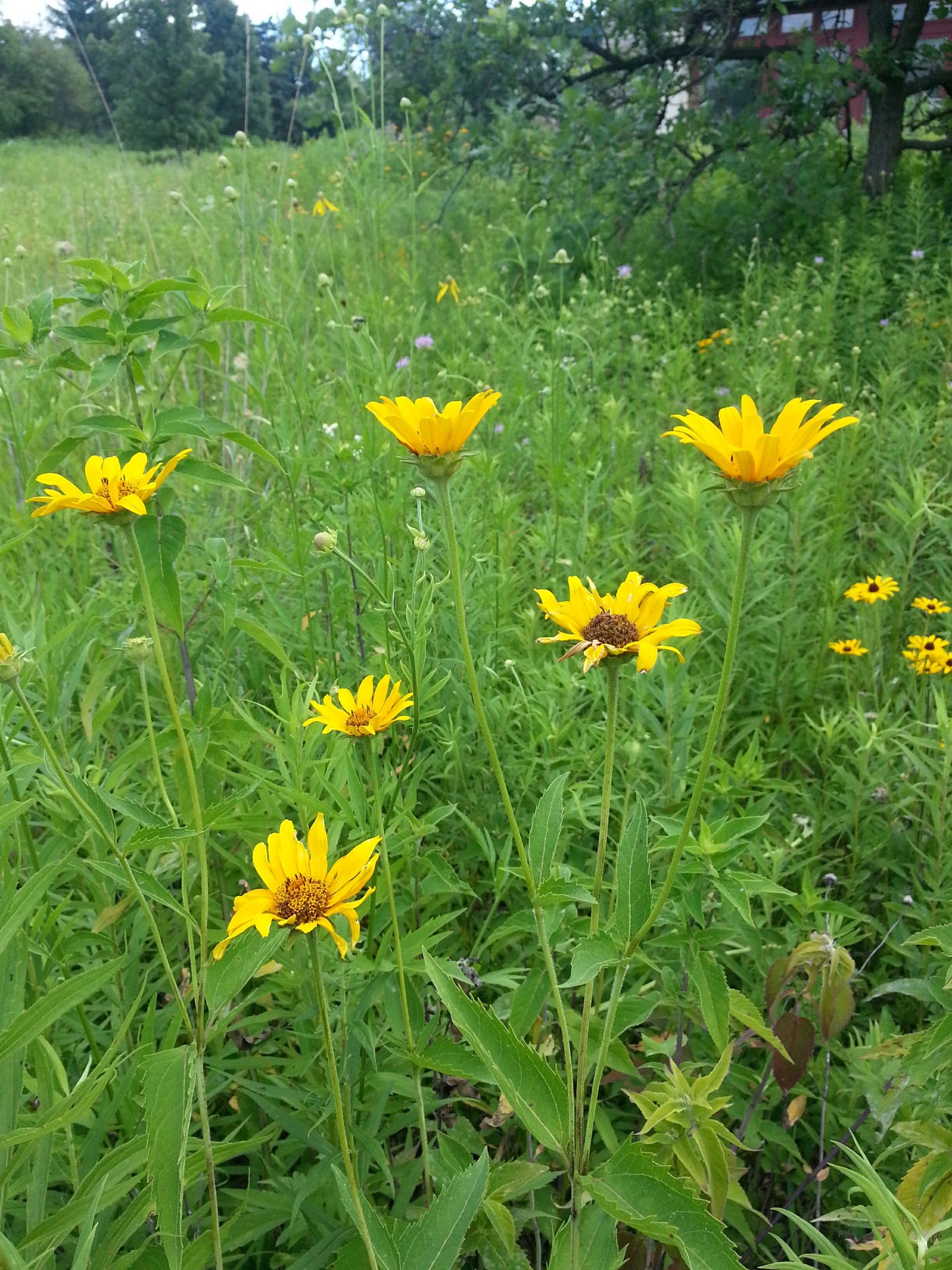 Savanna and Woodland Native Seed Mix – 35 Midwest Prairie and Woodland Species including vibrant yellow, pollinator attracting wildflowers.