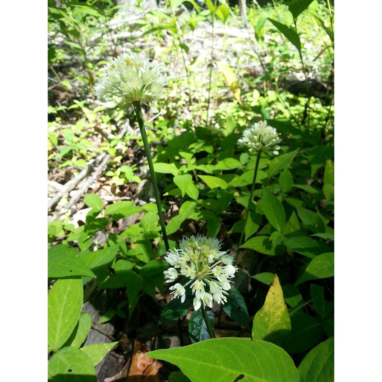 Savanna & Woodland Native Seed Mix Natural Communities LLC