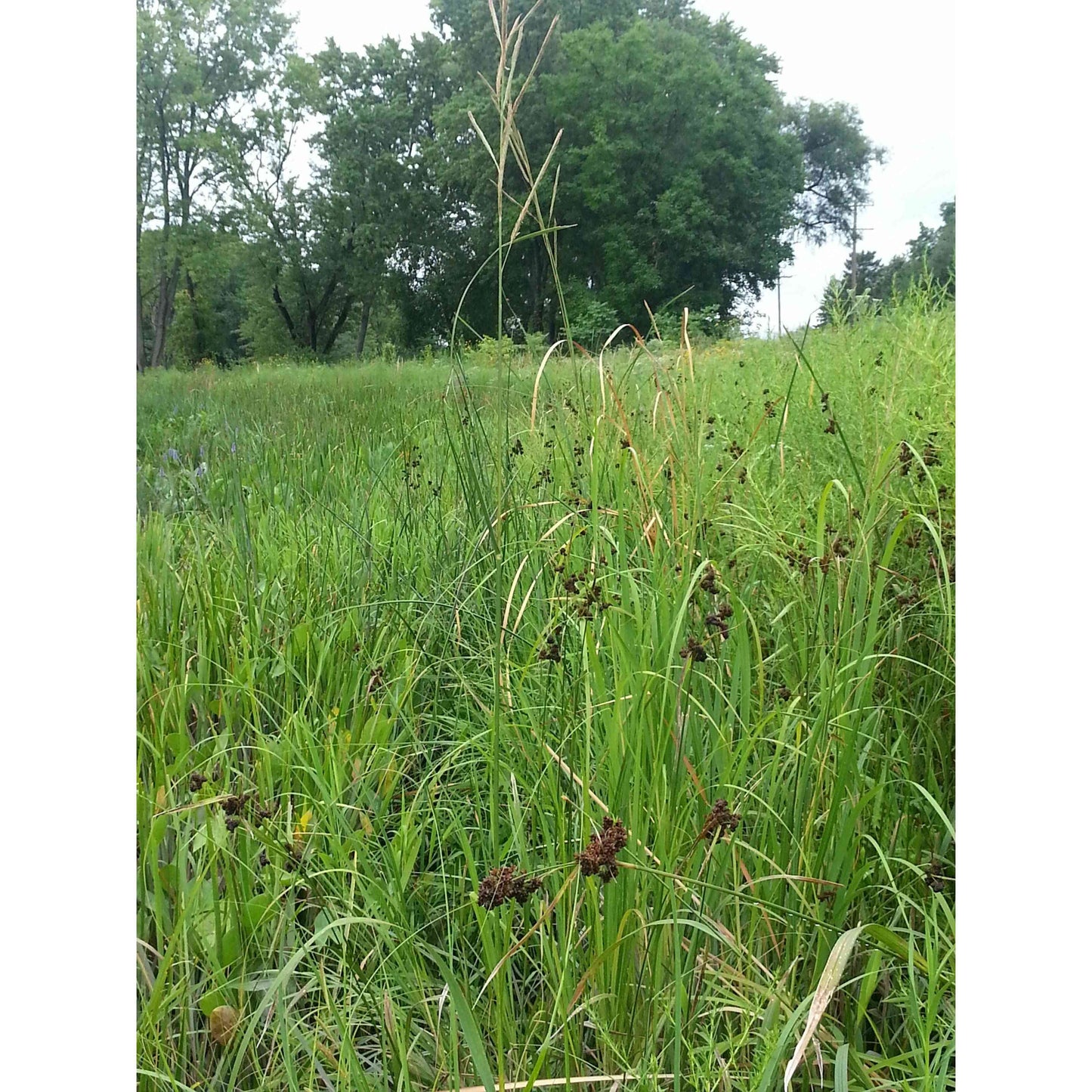 Emergent Wetland Native Seed Mix Natural Communities LLC