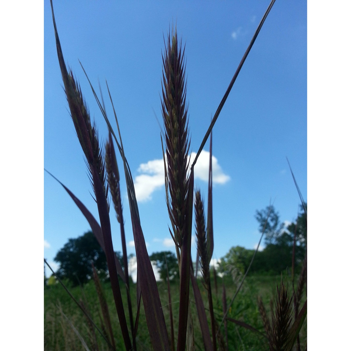 Native wet prairie seed packet showing mix of grasses.