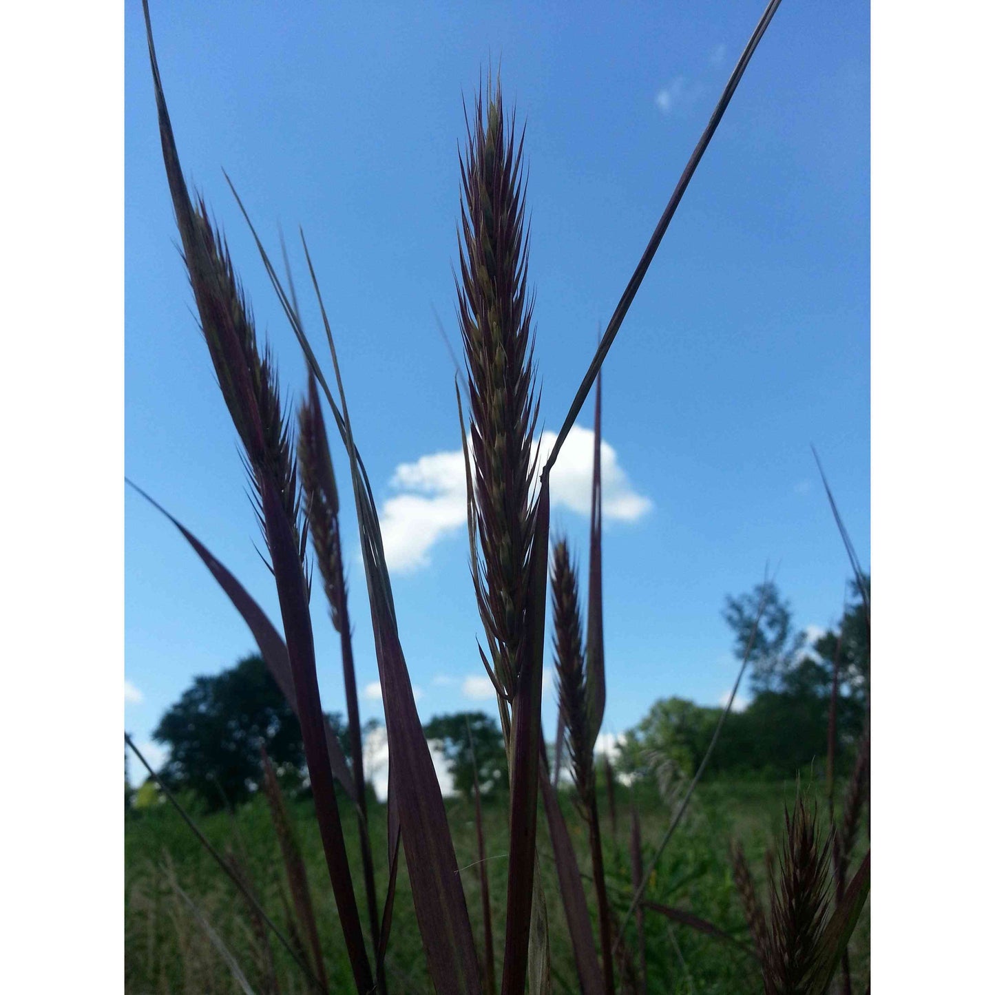Detention Basin, Raingarden, and Bioswale Native Seed Mix Natural Communities LLC