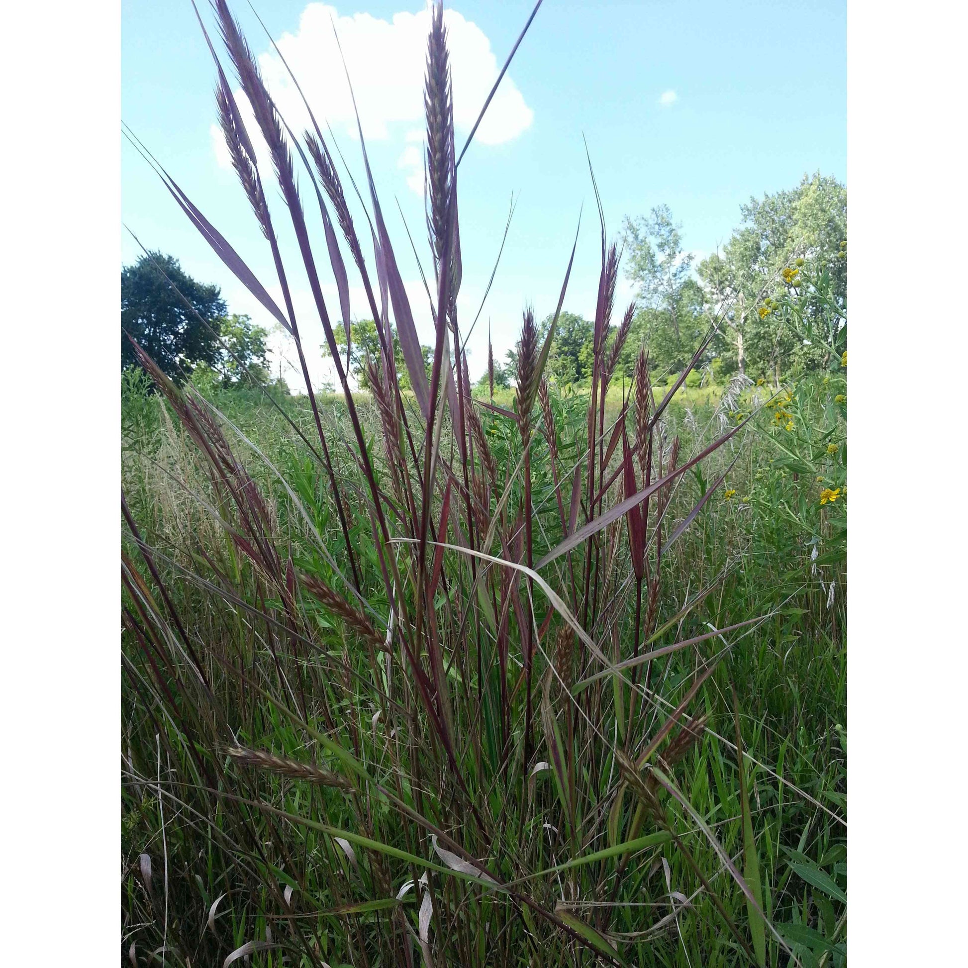 Cover Crop - Native Rye Mix  Natural Communities LLC