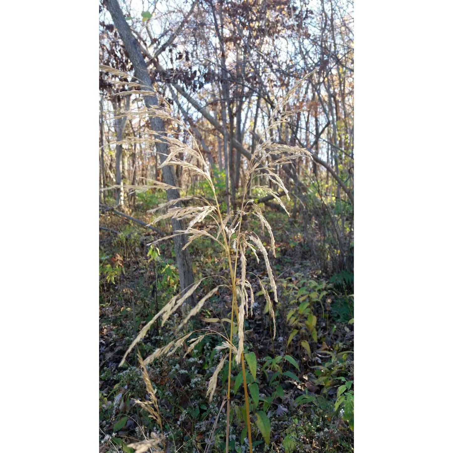 Cinna arundinacea (Wood Reed Grass) Natural Communities LLC