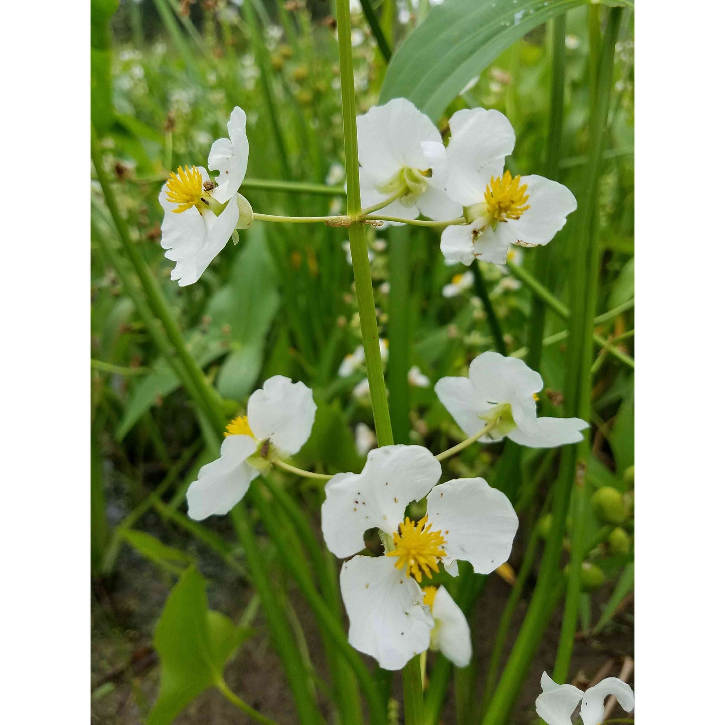 Emergent Wetland Native Seed Mix Natural Communities LLC