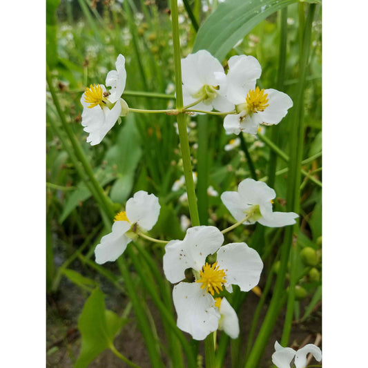Emergent Wetland Native Seed Mix  Natural Communities LLC