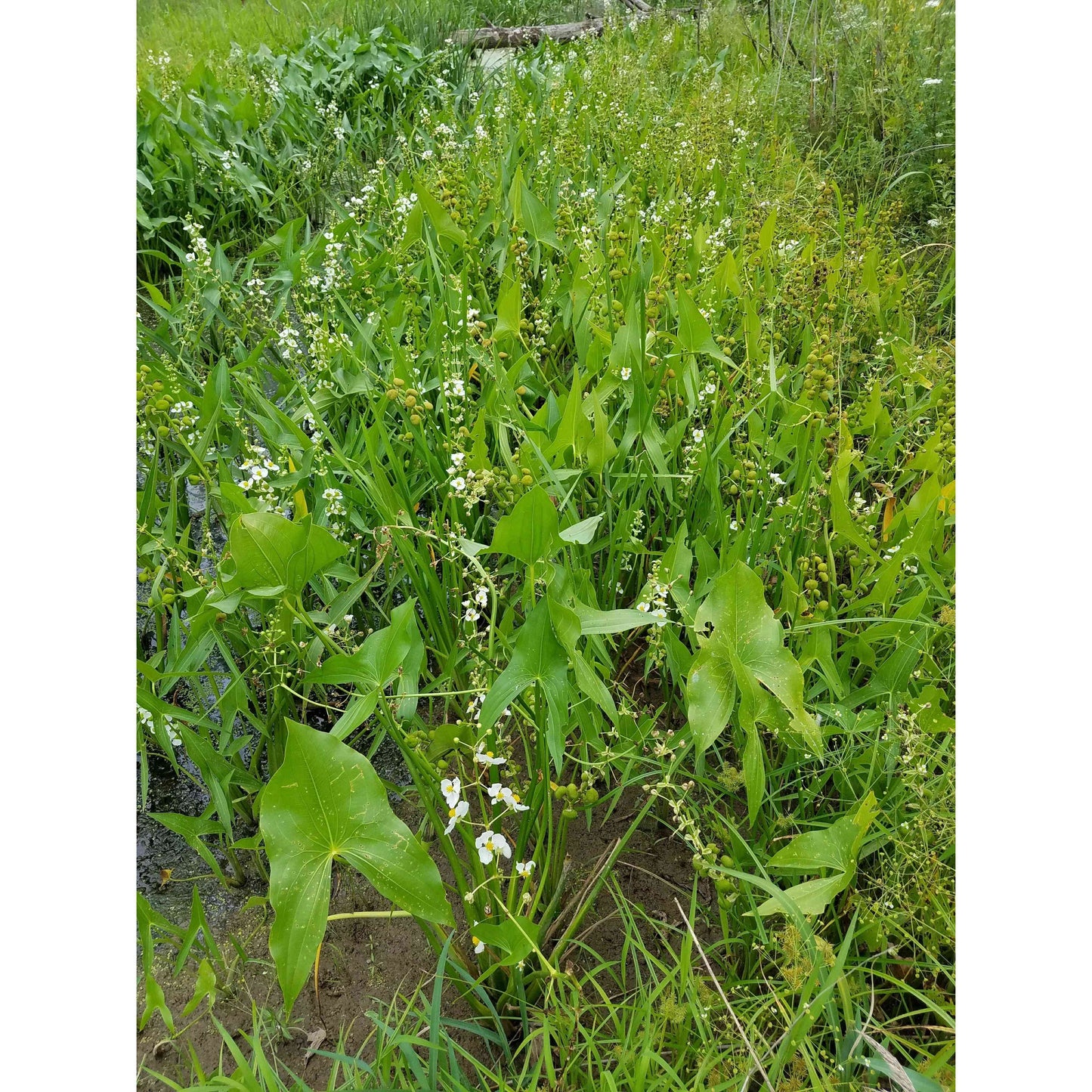 Emergent Wetland Native Seed Mix Natural Communities LLC