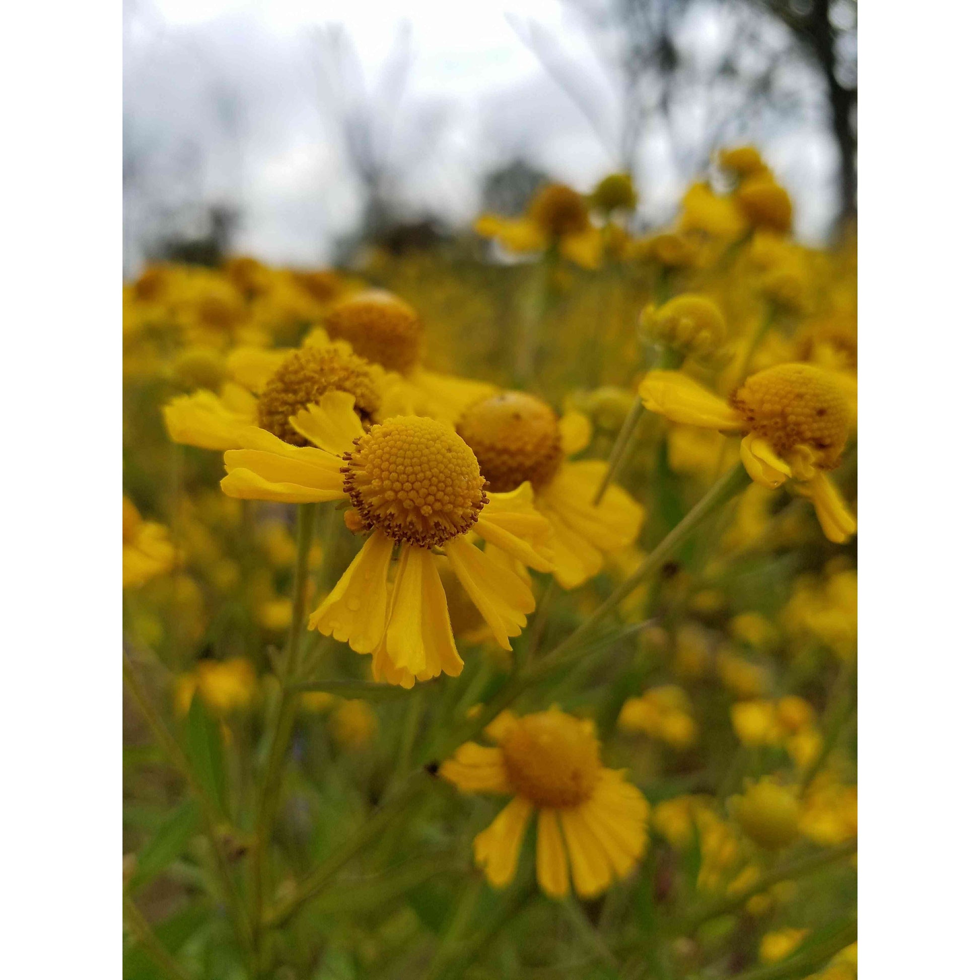 Emergent Wetland Native Seed Mix  Natural Communities LLC