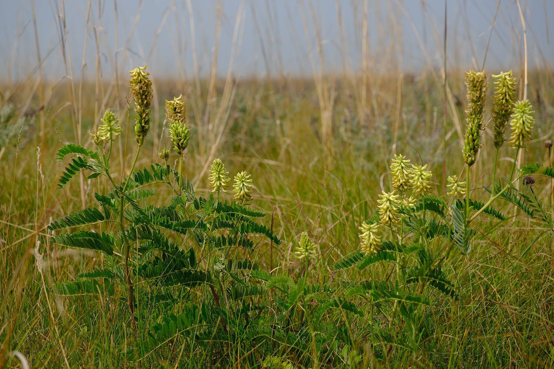 A beautiful image of Canada Milkvetch (Astragalus canadensis), a native legume that adds nitrogen to the soil and produces abundant creamy white flowers that attract a variety of native bees and other pollinators.