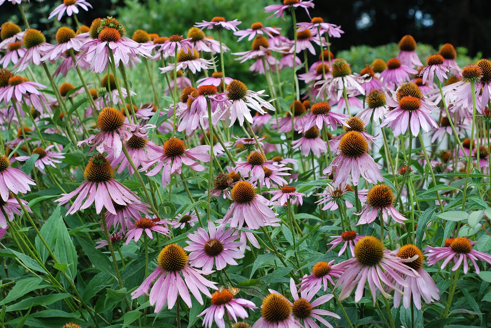 A beautiful image of a Purple Coneflower (Echinacea purpurea), a well-known native perennial with bold purple petals and a central cone, widely grown for its ability to attract and support bees, butterflies, and songbirds.