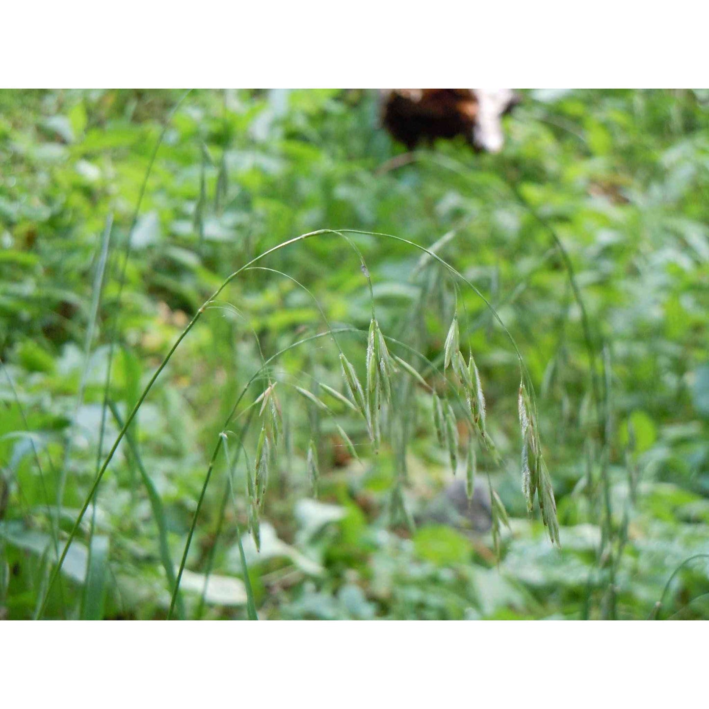 Bromus ciliatus (Fringed Bromes)  Natural Communities LLC
