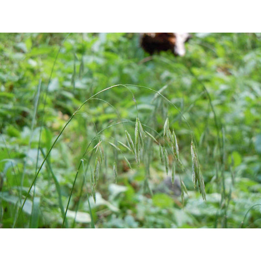 Bromus ciliatus (Fringed Bromes)  Natural Communities LLC
