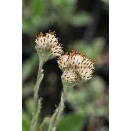 Antennaria neglecta (Prairie Pussytoes) Natural Communities LLC