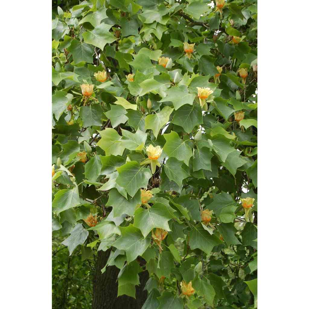 Liriodendron tulipifera (Tulip Tree) Natural Communities LLC
