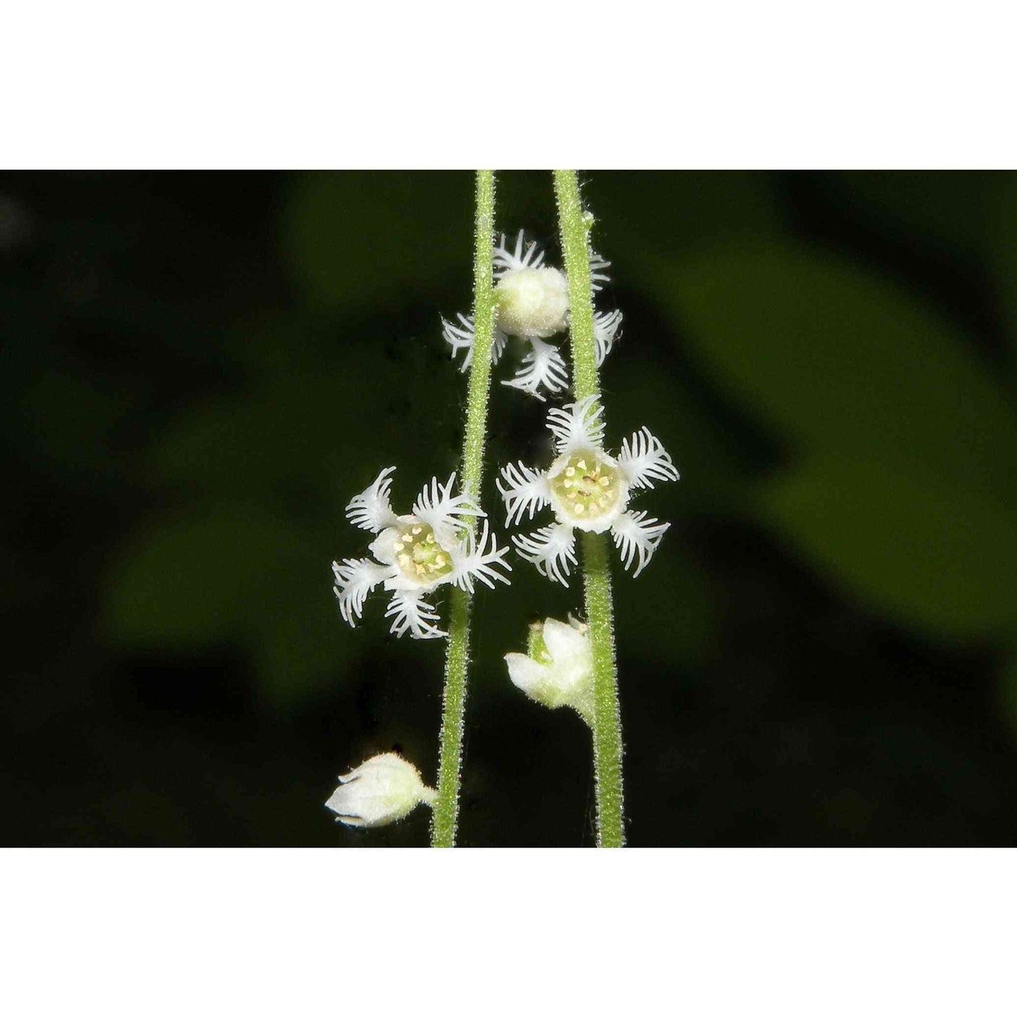 Mitella diphylla (Bishop's Cap) Natural Communities LLC