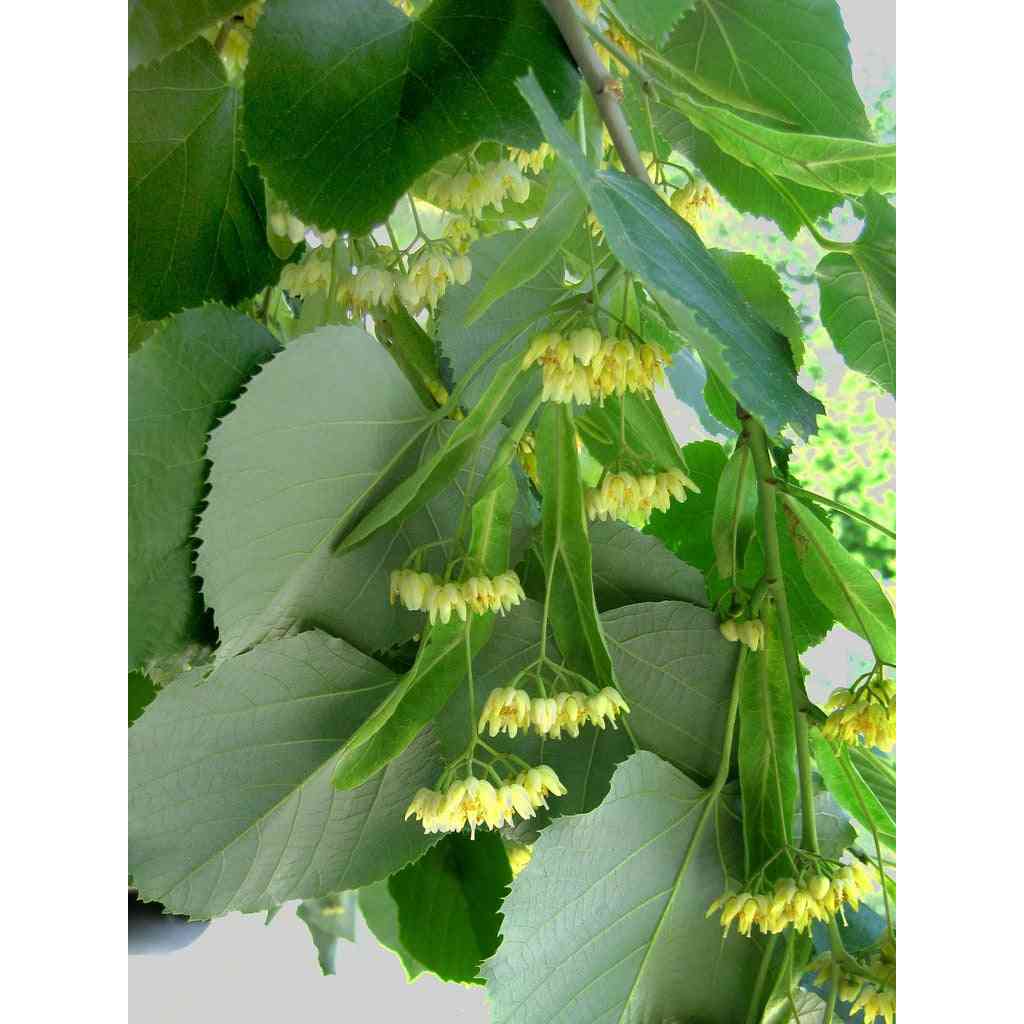 Tilia americana (American Basswood or American Linden)  Natural Communities LLC