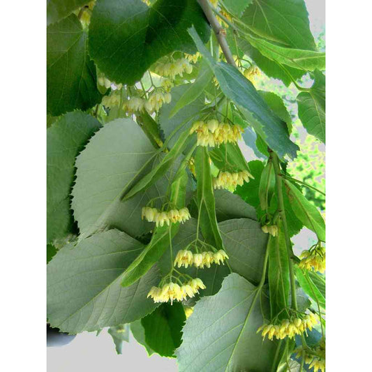 Tilia americana (American Basswood or American Linden)  Natural Communities LLC