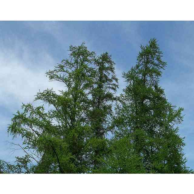 Larix laricina (Tamarack, American Larch) Natural Communities LLC