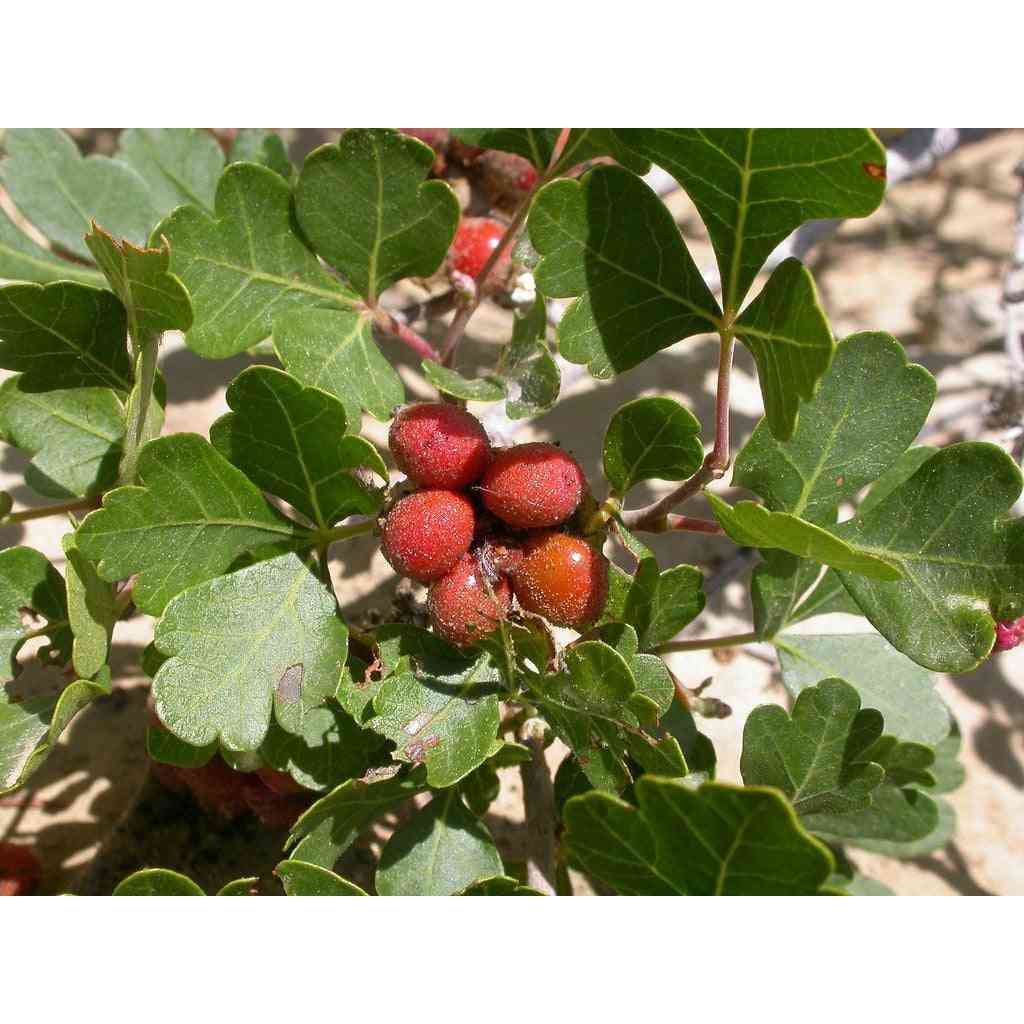 Rhus aromatica (Fragrant Sumac) Natural Communities LLC