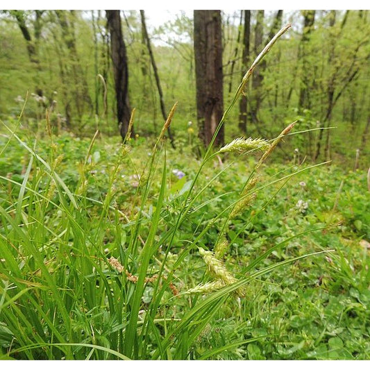 Carex cherokeensis ( Cherokee sedge )
