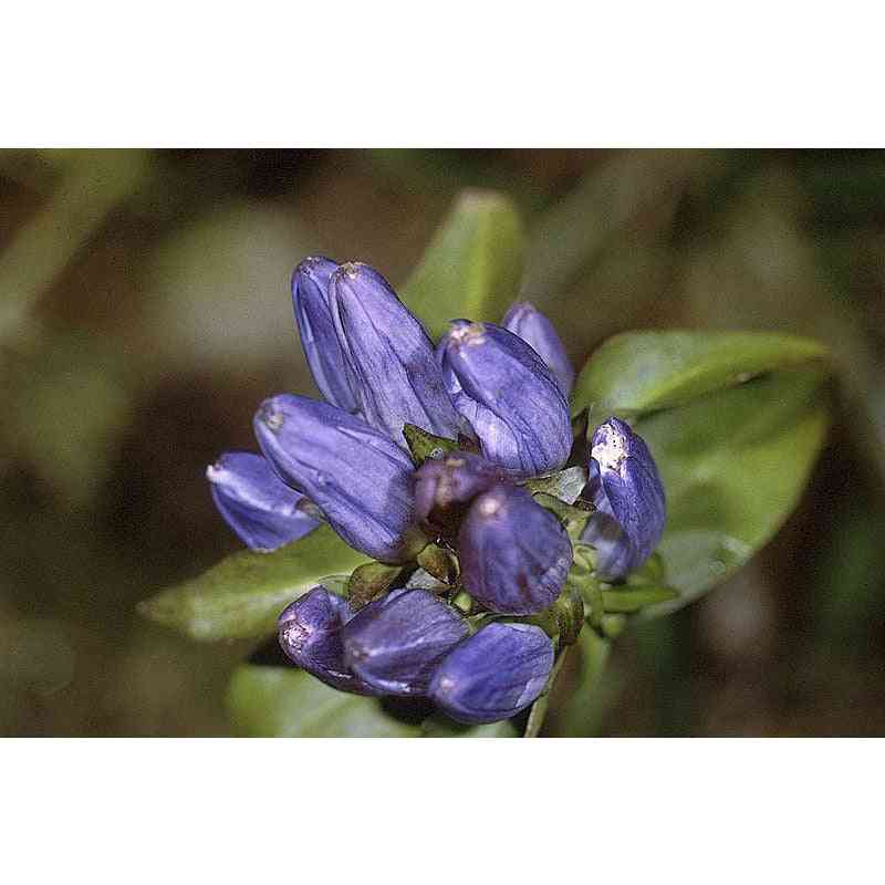 Gentiana andrewsii (Bottle Gentain)  Natural Communities LLC
