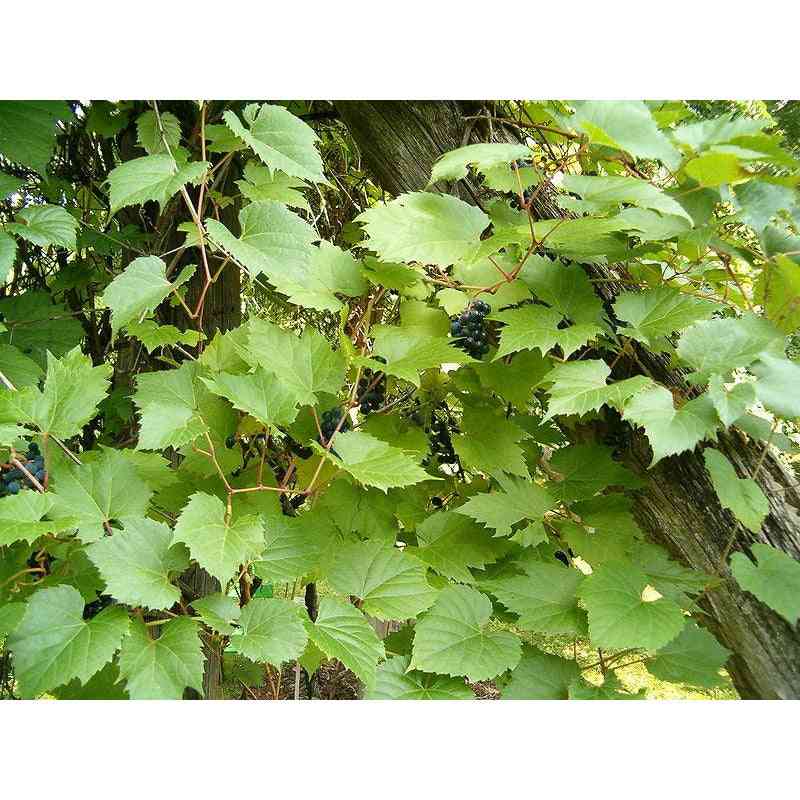 Vitis riparia (Riverbank Grape) Natural Communities LLC