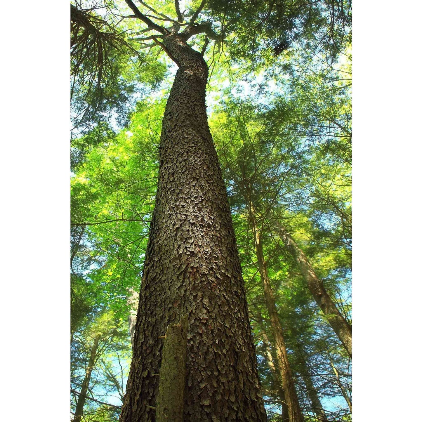 Prunus serotina  (Wild Black Cherry)  Natural Communities LLC