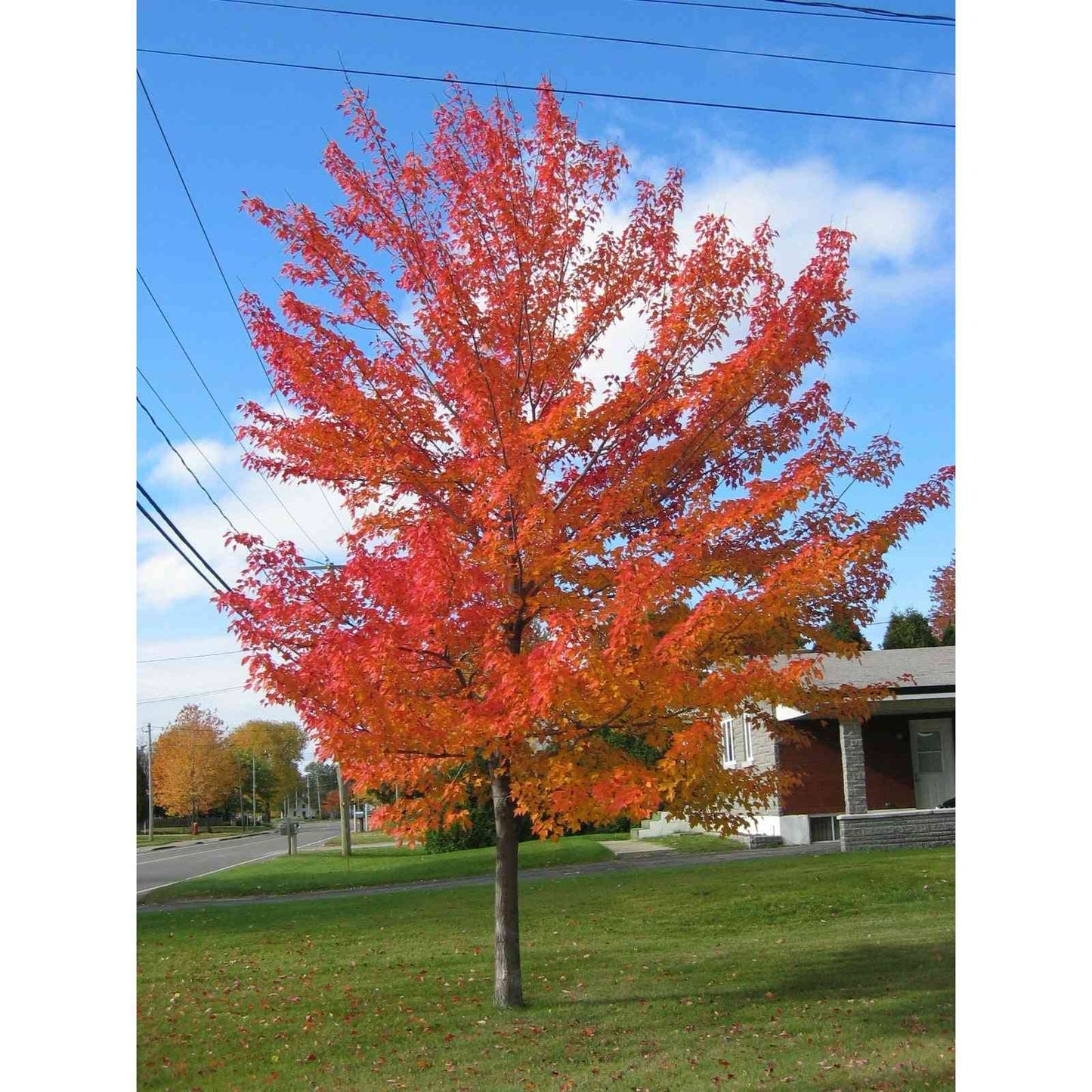 Acer rubrum (Red Maple) Natural Communities LLC