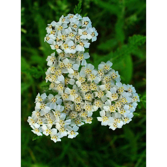 Achillea millefolium (Common Yarrow)  Natural Communities LLC