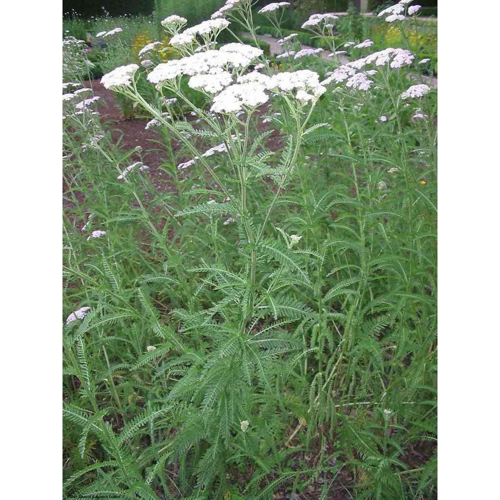 Achillea millefolium (Common Yarrow)  Natural Communities LLC
