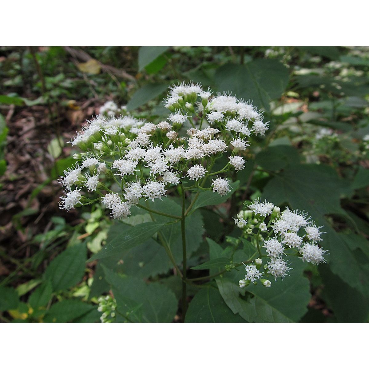 ageratina altissima uses Ageratina altissima (White Snakeroot)