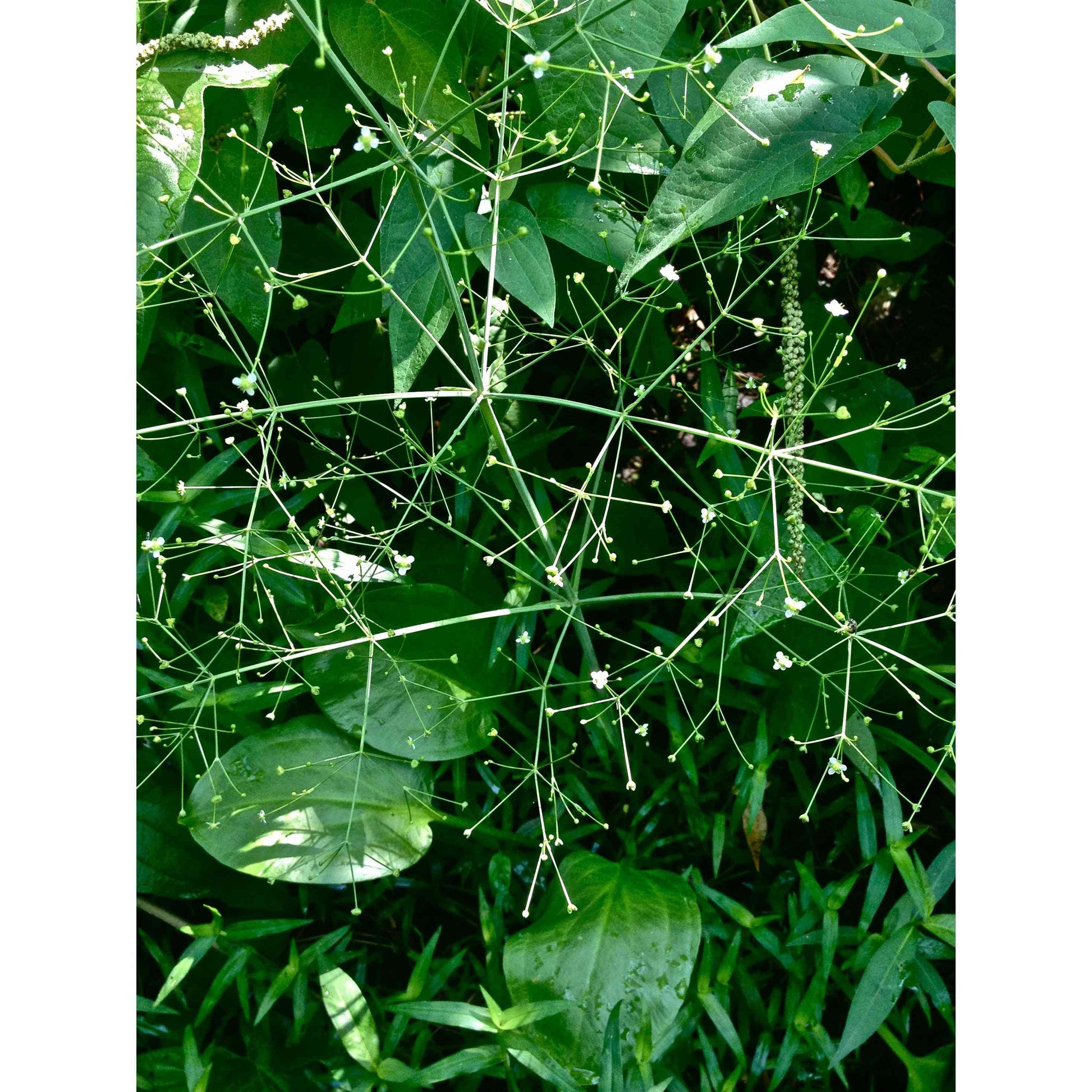 Alisma subcordatum (Mud Plantain)  Natural Communities LLC