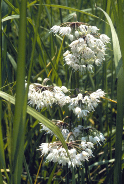 A detailed image of Nodding Onion (Allium cernuum), a flowering plant with a unique, drooping cluster of pink to pale purple blossoms on a slender stalk above thin, grass-like leaves.
