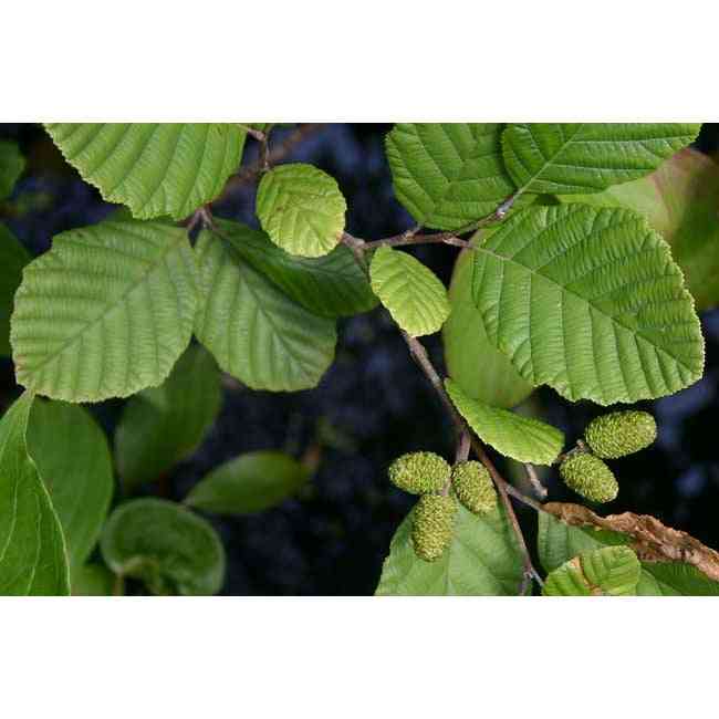 Alnus incana subsp. rugosa (Speckled alder) Natural Communities LLC