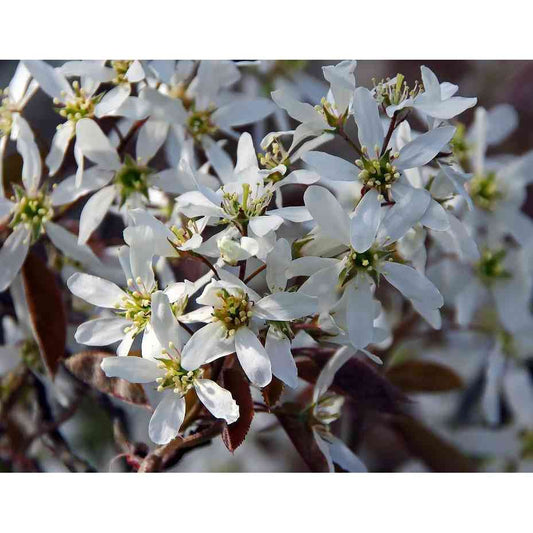 Amelanchier canadensis (Shadblow Serviceberry)  Natural Communities LLC
