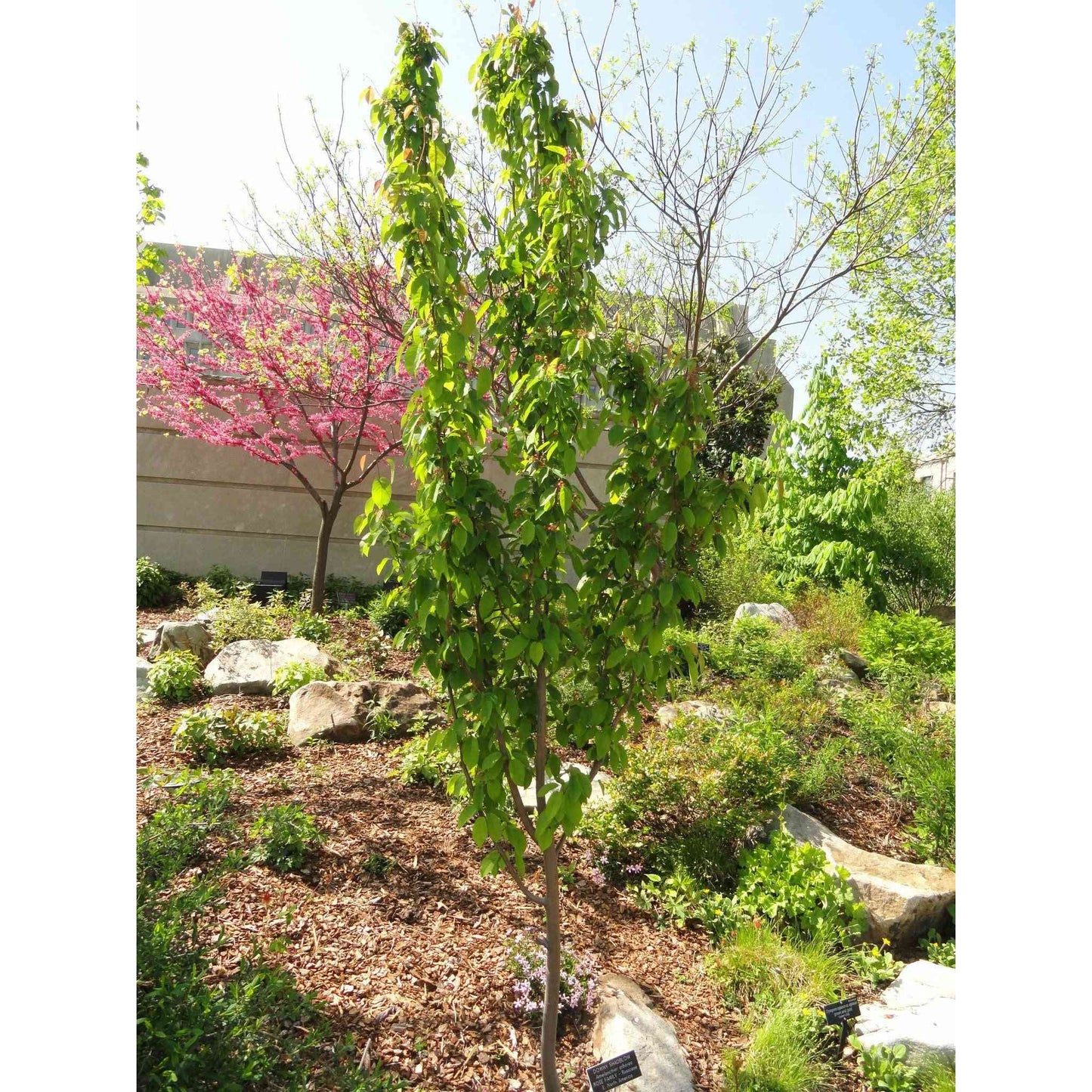 Amelanchier arbora (Downy Serviceberry)  Natural Communities LLC